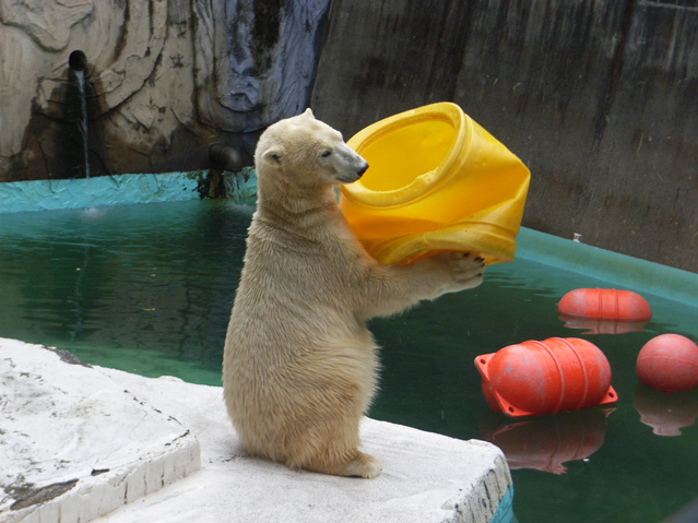 シロクマ50日本平動物園ロッシー2009｜ホッキョクグマと三角コーン